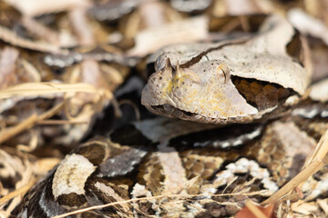 Gaboon Viper (Bitis gabonica) Camouflaged in Leaf Litter