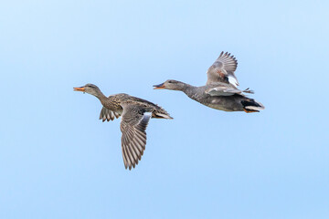 Obraz premium Gadwall, Mareca strepera, duck in flight