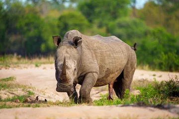 Fototapeten White rhinoceros, square-lipped rhinoceros or rhino (Ceratotherium simum) Mpumalanga. South Africa. © Roger de la Harpe