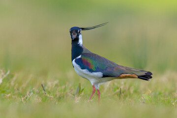 Northern lapwing, Vanellus vanellus, wading bird in a meadow