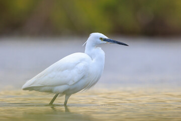 Little Egret, Egretta garzetta, fishing