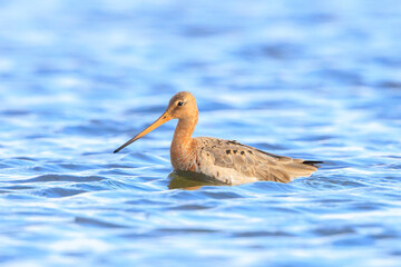 Black-tailed godwit Limosa Limosa foraging in water