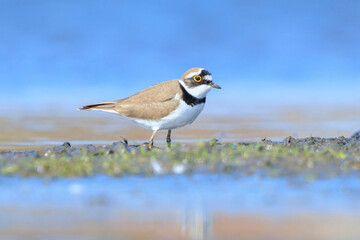 Closeup of a Little ringed plover, Charadrius dubius, foraging