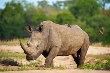 Gordijnen White rhinoceros, square-lipped rhinoceros or rhino (Ceratotherium simum) and red-billed oxpecker (Buphagus erythrorynchus). Mpumalanga. South Africa. © Roger de la Harpe