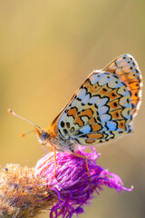 Glanville fritillary, melitaea cinxia, butterfly mating in a meadow