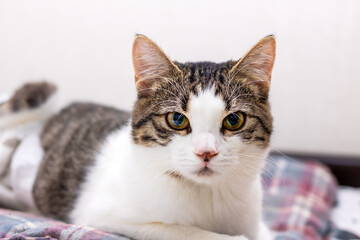 A fluffy cat comfortably lays on a soft bed and gazes at the camera