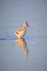 Pied Avocet Recurvirostra avosetta wader bird chick