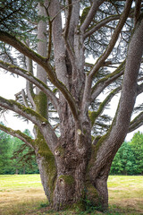 Big old Scots pine tree Pinus sylvestris