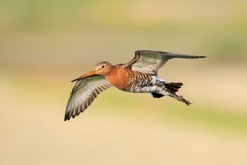 Black-tailed godwit Limosa Limosa in flight