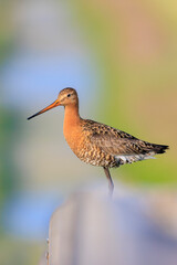 Black-tailed godwit Limosa Limosa perched on a pole