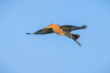 Black-tailed godwit Limosa Limosa in flight