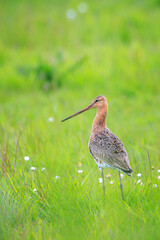 Black-tailed godwit Limosa Limosa male bird foraging in a green meadow