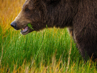 Coastal brown bear, also known as Grizzly Bear (Ursus Arctos) feeding on grass. South Central...