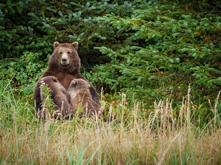 Coastal brown bear, also known as Grizzly Bear (Ursus Arctos) nursing cubs. South Central Alaska. United States of America (USA).