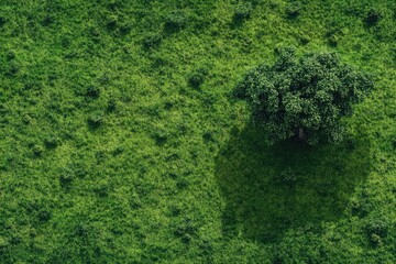 Lush Greenery: Vibrant Park with Trees Under Clear Daylight, Surrounded by Expansive Fields and Serenity