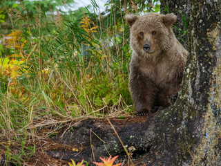 Coastal brown bear, also known as Grizzly Bear (Ursus Arctos) cub. South Central Alaska. United...
