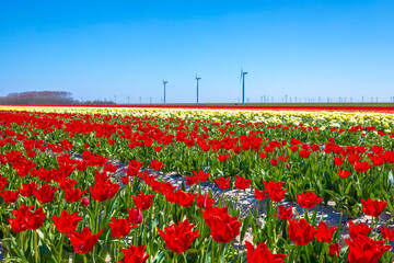 Dutch red tulips flower field under a blue sky