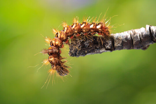 Closeup of a caterpillar or larva of a Acronicta rumicis, the knot grass moth