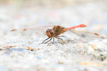 Southern darter, Sympetrum meridionale, male dragonfly resting