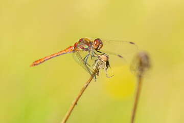 Common Darter, Sympetrum striolatum, male resting