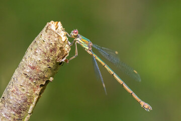 Detail closeup of a western willow emerald damselfly Chalcolestes viridis