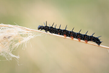 Aglais io, Peacock butterfly caterpillar