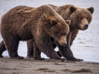Obraz premium Coastal brown bear, also known as Grizzly Bear (Ursus Arctos). South Central Alaska. United States of America (USA).