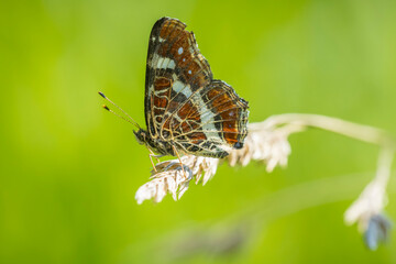 The map butterfly, araschnia levana, close-up portrait