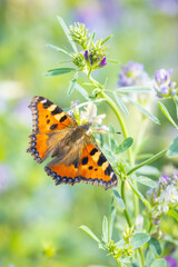 Aglais urticae small tortoiseshell butterfly isolated by nature