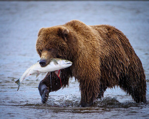 Coastal brown bear, also known as Grizzly Bear (Ursus Arctos) with a silver salmon (Oncorhynchus...