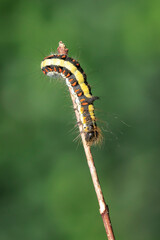 Closeup of a caterpillar of a grey dagger, Acronicta psi, moth crawling and eating