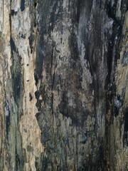Detailed Texture of Old Tree Bark with Dark and Light Shades