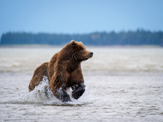 Coastal brown bear, also known as Grizzly Bear (Ursus Arctos) chasing silver salmon or coho salmon...