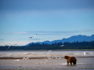 Coastal brown bear, also known as Grizzly Bear (Ursus Arctos). Cook Inlet.  South Central Alaska....
