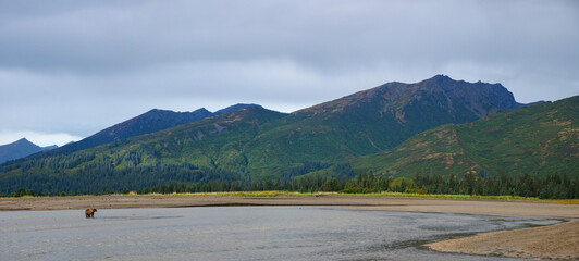 Coastal brown bear, also known as Grizzly Bear (Ursus Arctos). South Central Alaska. United States of America (USA).