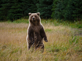 Coastal brown bear, also known as Grizzly Bear (Ursus Arctos). South Central Alaska. United States...