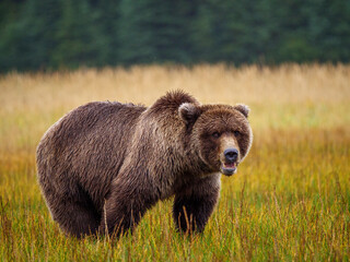 Coastal brown bear, also known as Grizzly Bear (Ursus Arctos). South Central Alaska. United States...