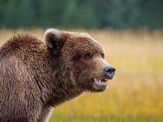 Coastal brown bear, also known as Grizzly Bear (Ursus Arctos). South Central Alaska. United States...