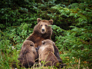 Coastal brown bear, also known as Grizzly Bear (Ursus Arctos) nursing cubs. South Central Alaska. United States of America (USA).