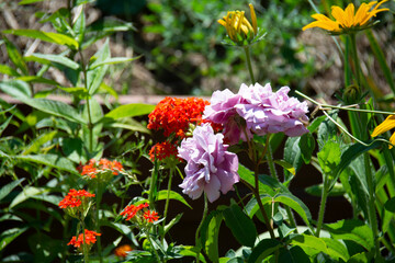 Pink roses and red lychnis flowers on a flowerbed against a background of green leaves in the garden in summer