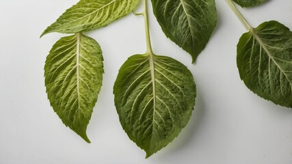 Obraz premium Horseradish leaves displayed against white backdrop
