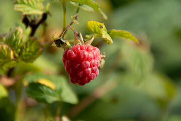 Raspberry berry close up on blurred greenish background