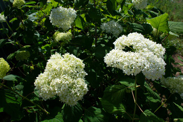 White hydrangea inflorescences against a background of green leaves