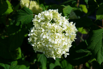 White hydrangea inflorescence close-up against a background of green leaves