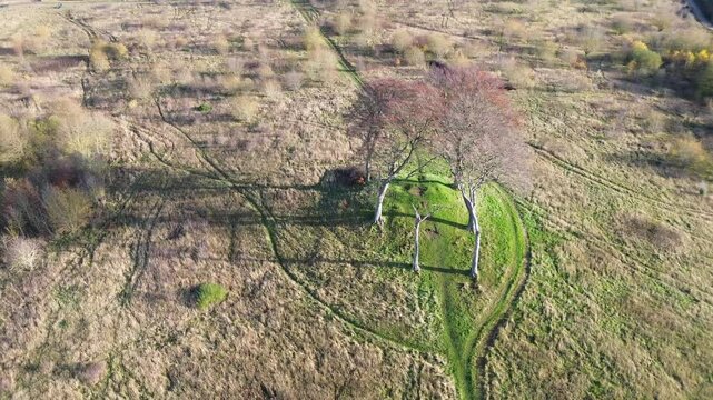 Circling drone shot of 6 lone trees on ancient tumulus site. Seven Sisters - Houghton-le-Spring, UK