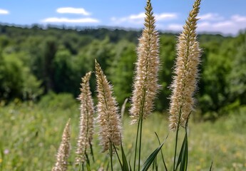 Tall Grasses with Beige Flowers Growing in the Foreground Against a Lush Green Landscape Under a Clear Blue Sky