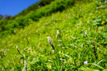 南アルプス　北岳　草すべりのお花畑　ムカゴトラノオ