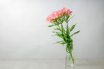 Flowers bouquet pink alstroemeria, Lily of the Incas, in vase on isolated white background
