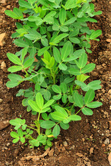 Green peanut plant rows grow on rich farmland Uncover the essence of agriculture peanut, also known as the groundnut, goober, pindar, or monkey nut, and taxonomically classified as Arachis hypogaea.