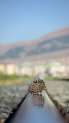 A pinecone rests on a reflective railway, framed by autumn landscapes